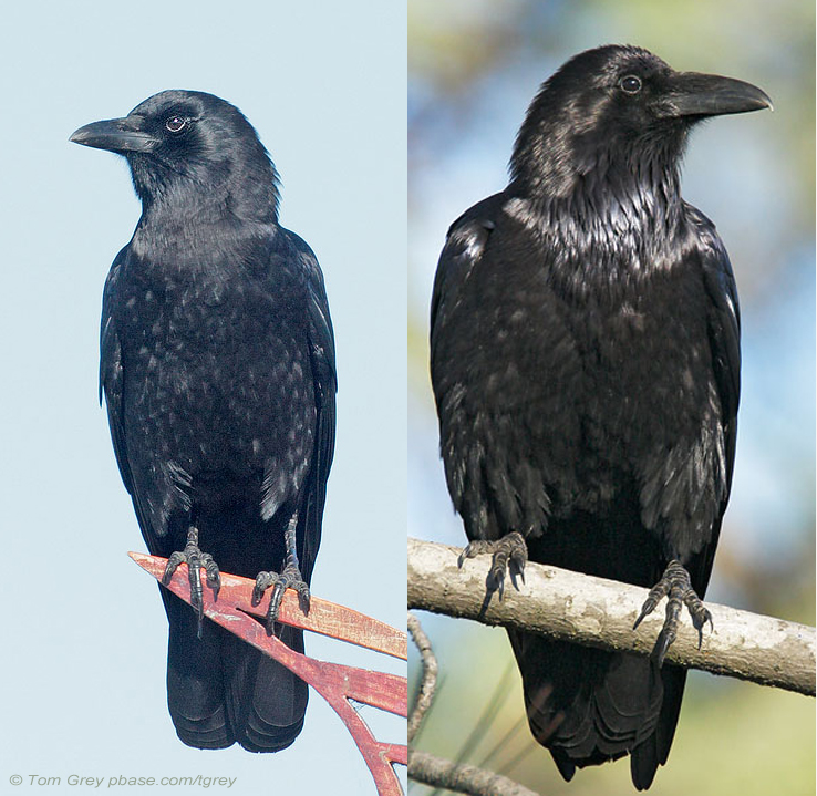 Common Raven - Photos, facts, and identification tips